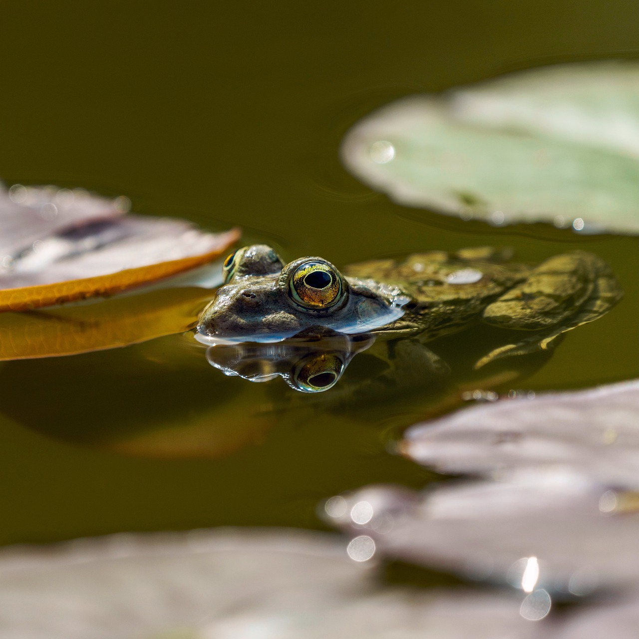Wetland Amphibian Wonders — April 11 - logo
